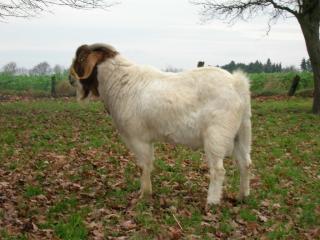 Burenziegenbock Herdbuchtier zu verkaufen oder tauschen