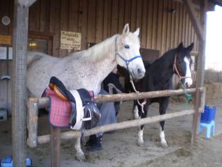 BIETE REITBETEILIGUNG im raum WANGEN IM ALLGÄU