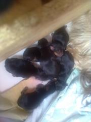 Reinrassige Yorkshire-Terrier Babys zu verkaufen