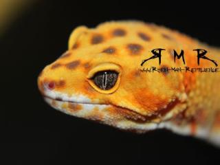 Leopardgeckos, Zwergwüstengeckos und Kronengeckos abzugeben