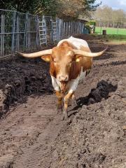 Texas Longhorn Bulle,