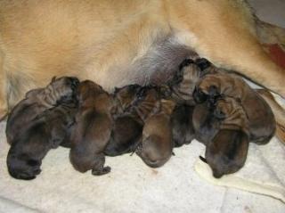 English Mastiff - Welpen