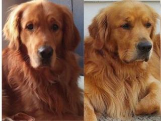 2 typvolle Golden Retriever Deckrüden mit Papieren HD/ED/PRA frei kein Verkauf