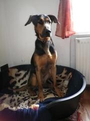 Dobermann / Schäferhund Mix