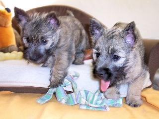 Cairn-Terrier von der Iburg. einfach super