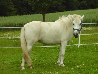 Biete RB auf kleiner Ponystute in 23602 Vlotho