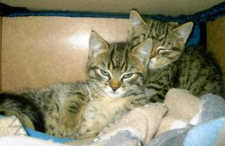 Angora Mischlings Geschwisterpärchen Kater Katze 8Wochen