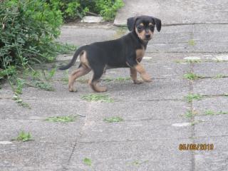 Rehpinscher Welpen 30. 4. 2021 ab sofort abzugeben