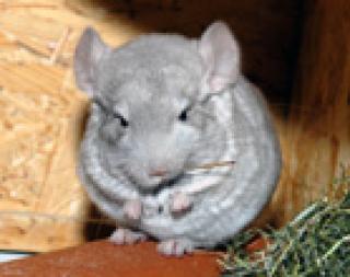 Chinchillaweibchen