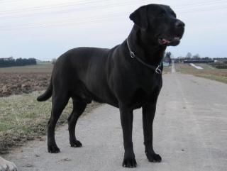 Labrador Deckrüde, FCI Papiere, Multi Champion, HD/ED frei.