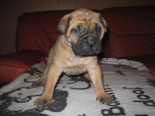 Cane Corso Mastiff Mix