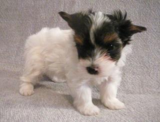 Biewer Yorkshire Terrier Welpen