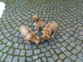 Rhodesian Ridgebackwelpen