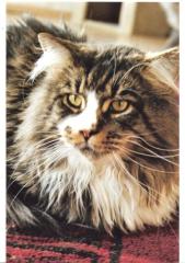 Achtung Sie suchen eine XXL Champion Maine coon