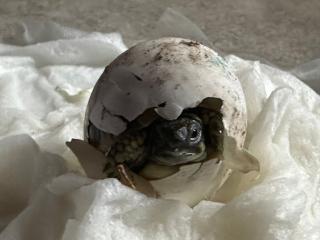 Griechische Landschildkröten THB suchen ein neues Zuhause