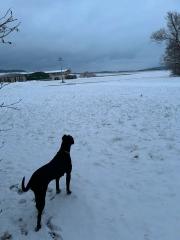 Presa canario Hündin