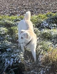 Pyrenäenberghund/ Schäferhund mix