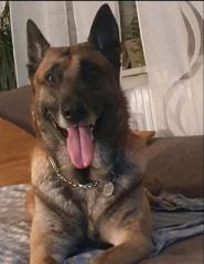 Malinois Belgischer Schäferhund