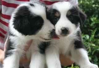 Wunderschöne Australian Shepherd Welpen