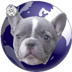 Französische Bulldoggen in Blau, Blue French Bulldog