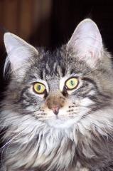 Maine Coon Joungster