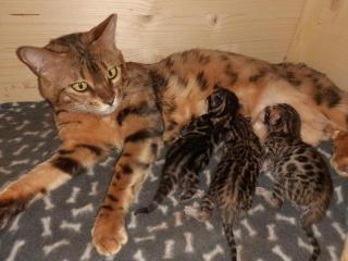 Unsere Süße Bengalkatze Cleo hat 3 Süsse Kitten bekommen