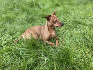 Deckrüde / wunderschöner Zwergpinscher