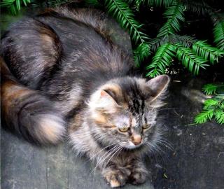 Norwegische Waldkatze