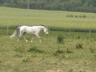 Reiten, Pflegen. Spaß haben