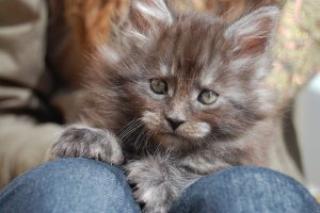 Maine Coon Katze männlich und weiblich ist nicht kastriert . .