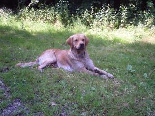 Hübscher Golden Retriever Rüde sucht neues liebevolles Zuhause