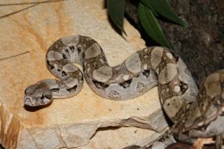 Boa constrictor imperator El Salvador 0. 1