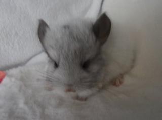 Chinchilla Jungtier Weiss Schecke Männchen