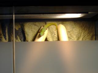 Verkaufe Phelsuma lat. Laticauda 0. 1 Goldstaubtaggecko mit Terrarium