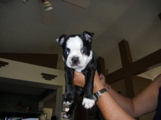 Boston Terrier Welpen