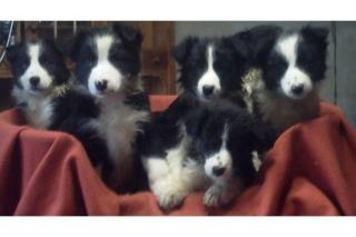 Arbeitslinie Border Collies