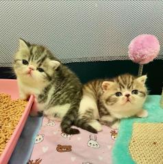 Exotic Shorthair Schönheiten Fibie und Ferrero suchen neue Familie