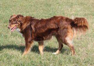 Australian Shepherd Welpen in allen Farben