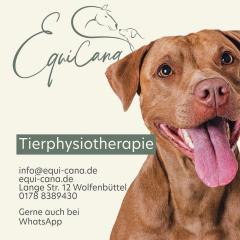 Tierphysiotherapie für Hunde mit Unterwasserlaufband