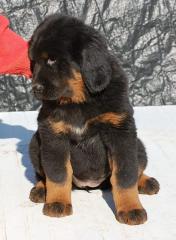 Tibetan Mastiff, Do-khyi