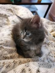 Maine Coon Kitten reinrassig o. P