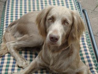 Wurfankündigung/ Weimaraner Verpaarung langhaar grau/ und kurzhaar blau