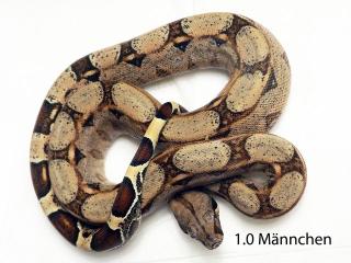 9 Boa Constrictor Imperator Dnz 12