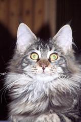 Maine Coon