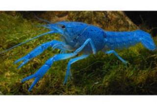 Procambarus Alleni Blauer Floridakrebs zu verkaufen