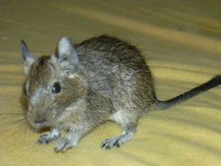 Noch 3 männliche Degu-Babys abzugeben