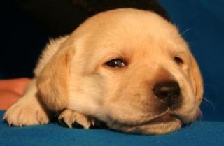 Labrador-Welpen mit Papieren geboren am 17. April