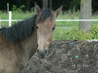 Araber-Pardbred-Hengst-Jährling