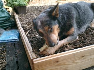 Australian Cattle Dog Hündin, 3 Jahre alt, ruhiges Wesen und nicht überdreht