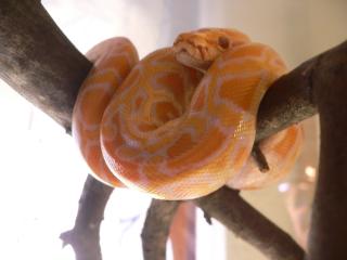 Albino Tigerpythonpärchen